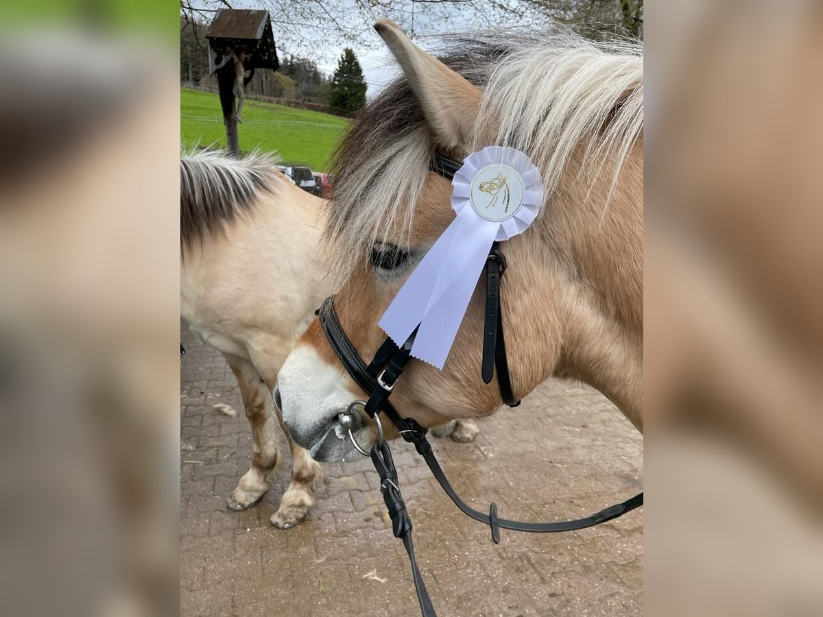 Fjordpferde Wallach 17 Jahre 139 cm Falbe in Eiselfing