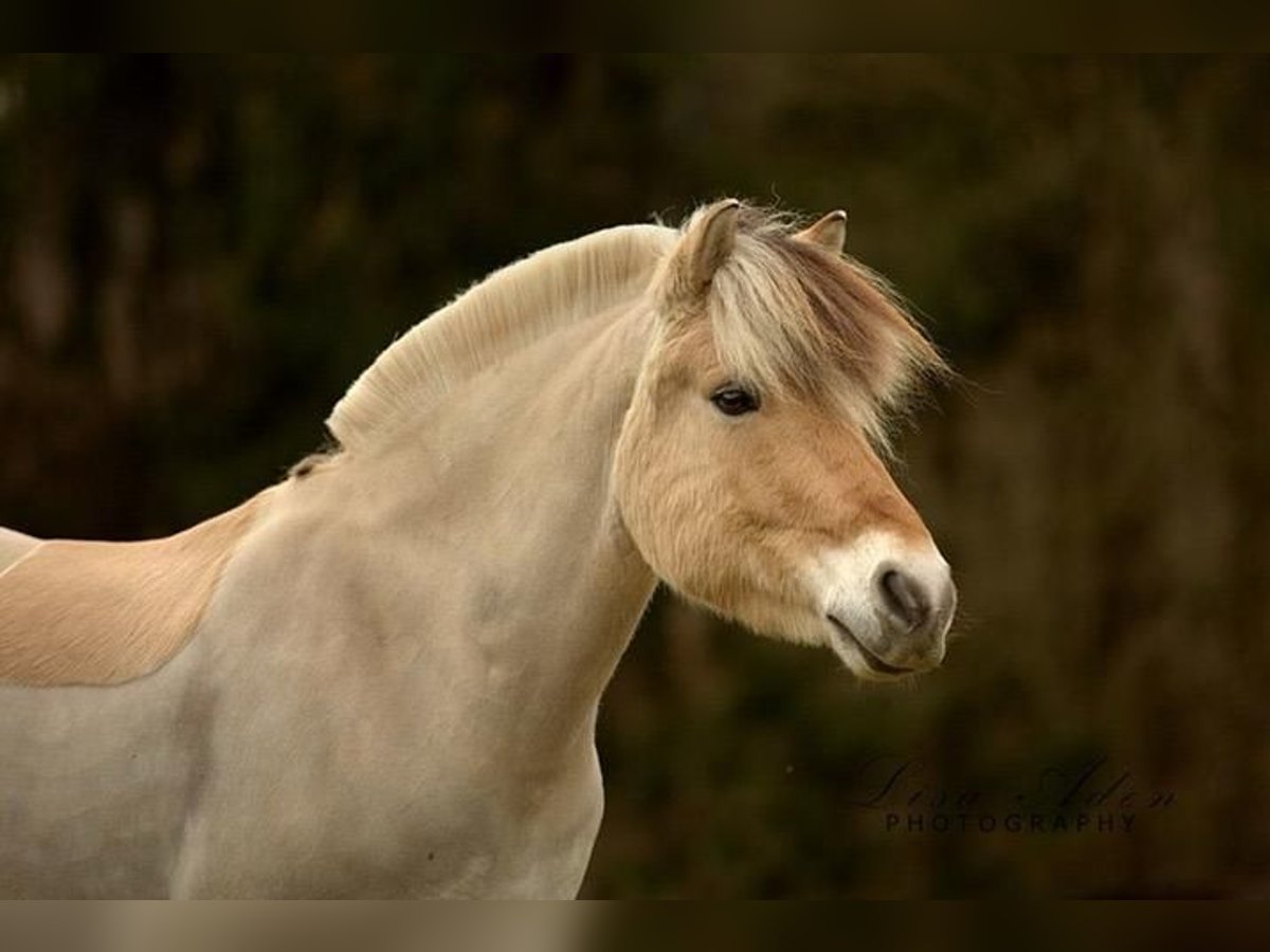 Fjordpferde Wallach 18 Jahre 143 cm Falbe in Fritzlar