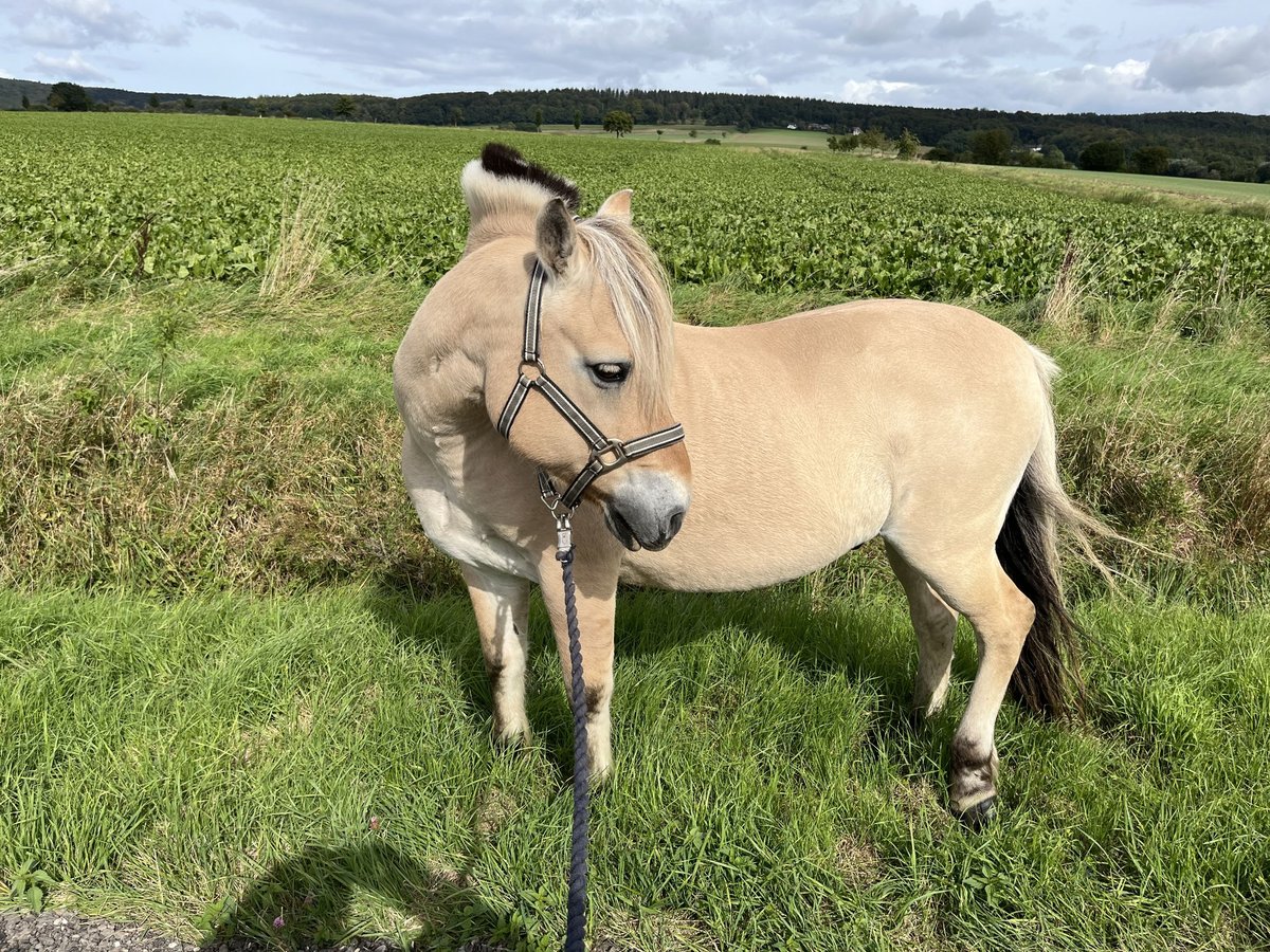 Fjordpferde Wallach 19 Jahre 139 cm Falbe in Coppenbr&#xFC;gge