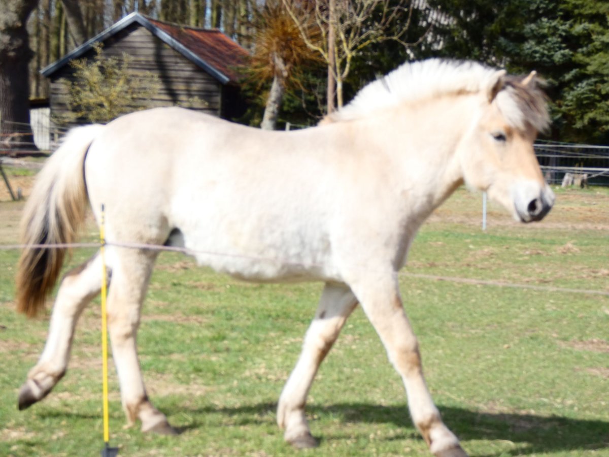 Fjordpferde Wallach 1 Jahr 149 cm Falbe in Lübtheen