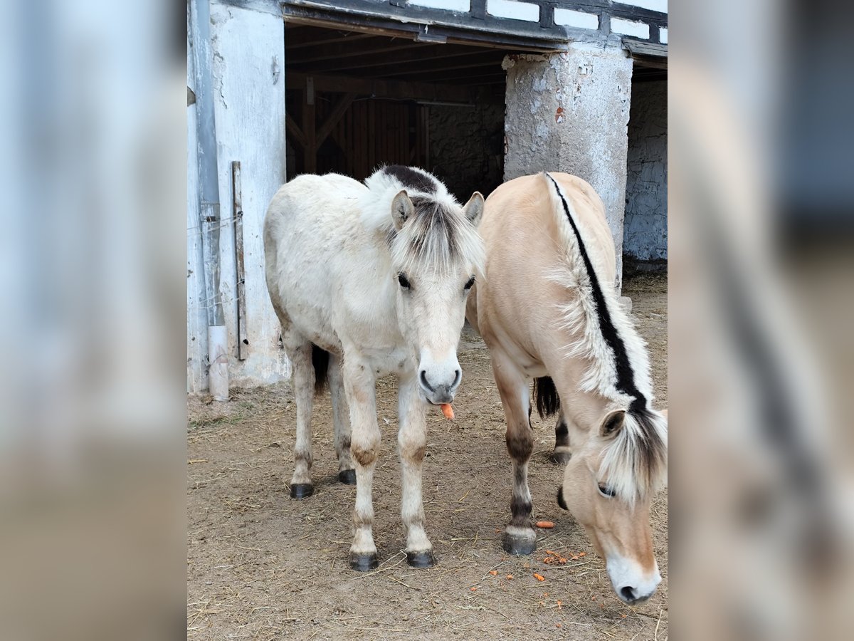 Fjordpferde Wallach 1 Jahr Falbe in Roßwein Fjordpferde Wallach 1 Jahr Falbe in Roßwein