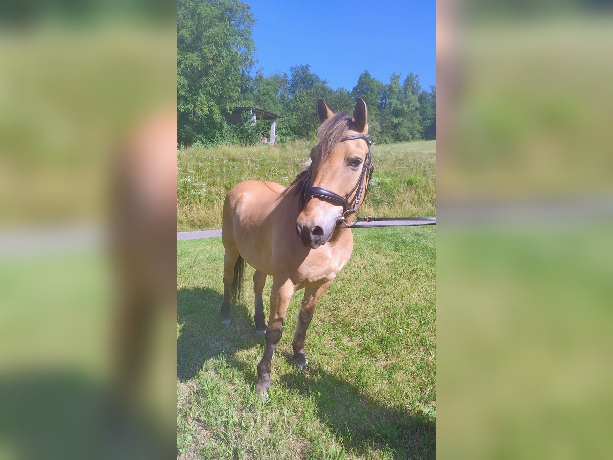 Fjordpferde Mix Wallach 22 Jahre 150 cm Falbe in Langenstein
