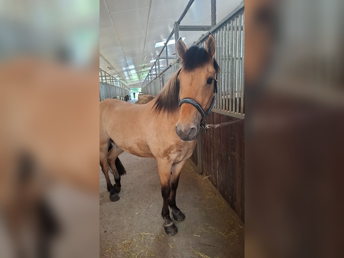 Fjordpferde Mix Wallach 23 Jahre 146 cm in Detmold