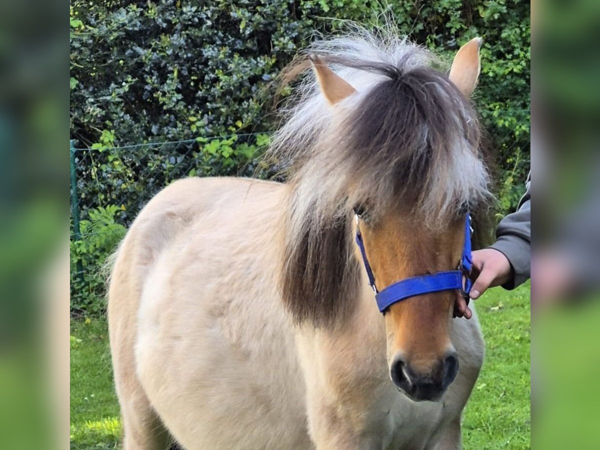 Fjordpferde Mix Wallach 2 Jahre 125 cm Falbe in Gro&#xDF;efehn