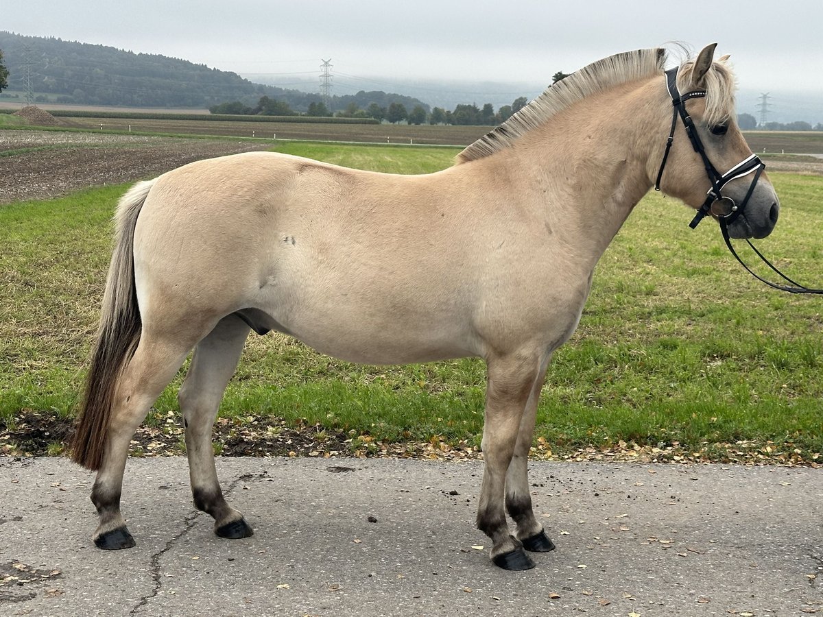 Fjordpferde Wallach 2 Jahre 146 cm Falbe in Riedlingen