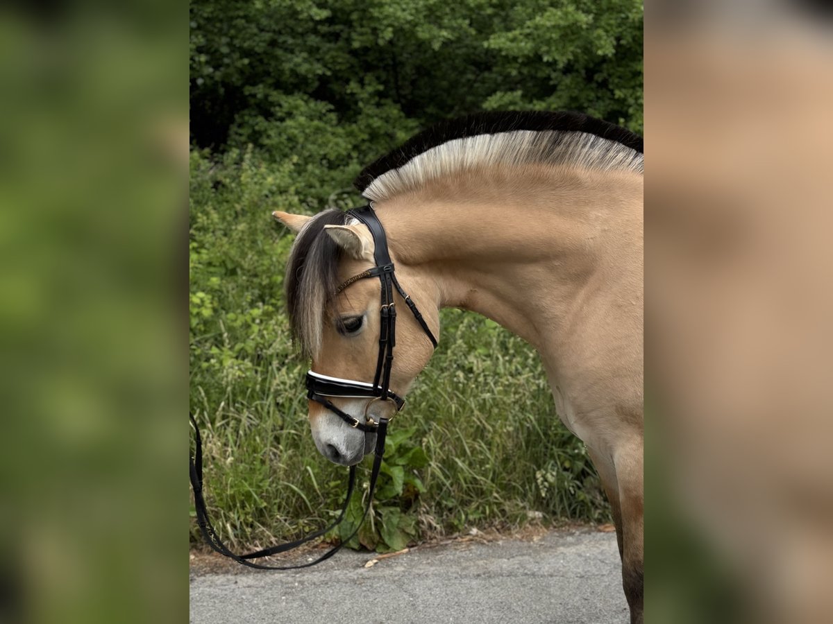 Fjordpferde Wallach 3 Jahre 142 cm Falbe in Paderborn