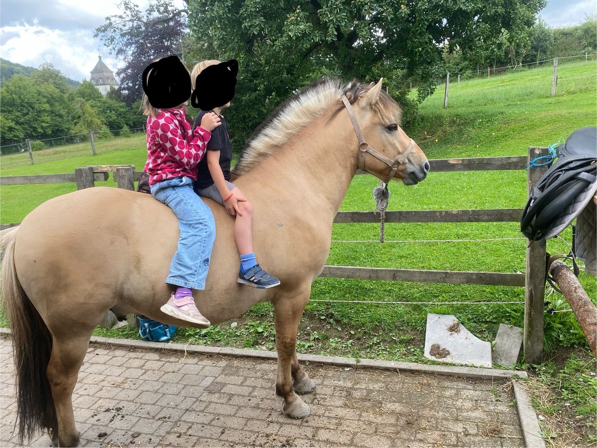 Fjordpferde Wallach 3 Jahre 142 cm in Schmallenberg