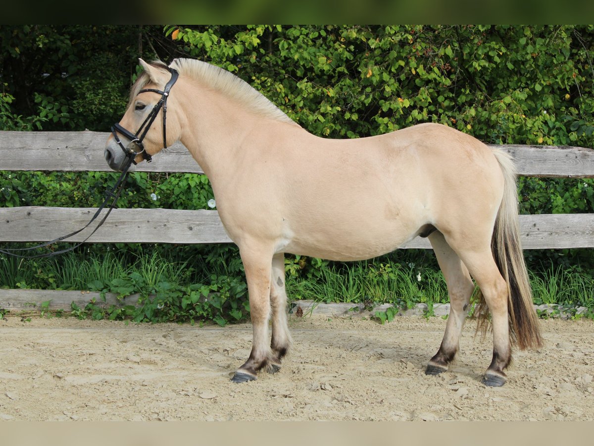 Fjordpferde Wallach 3 Jahre 144 cm Falbe in Lautertal