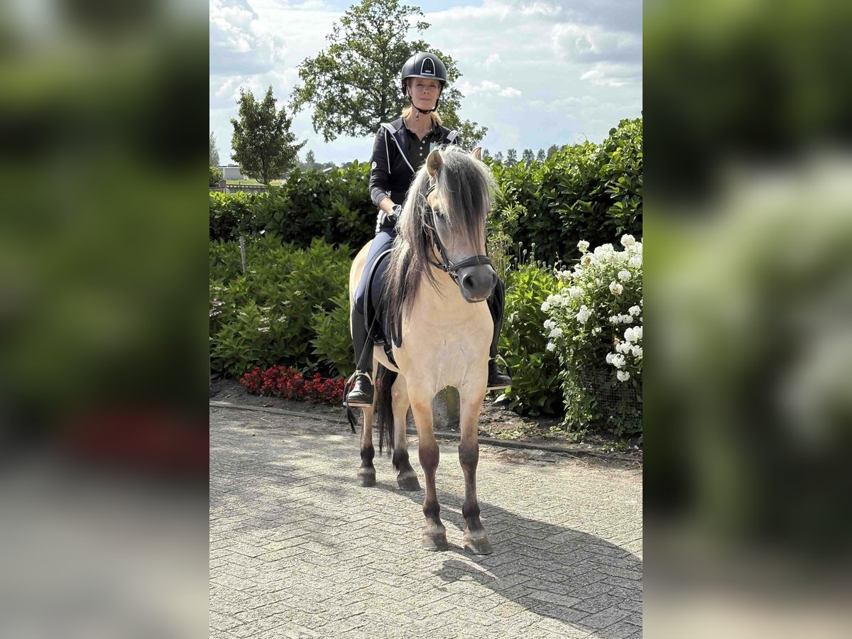 Fjordpferde Wallach 3 Jahre 145 cm in Beek en Donk