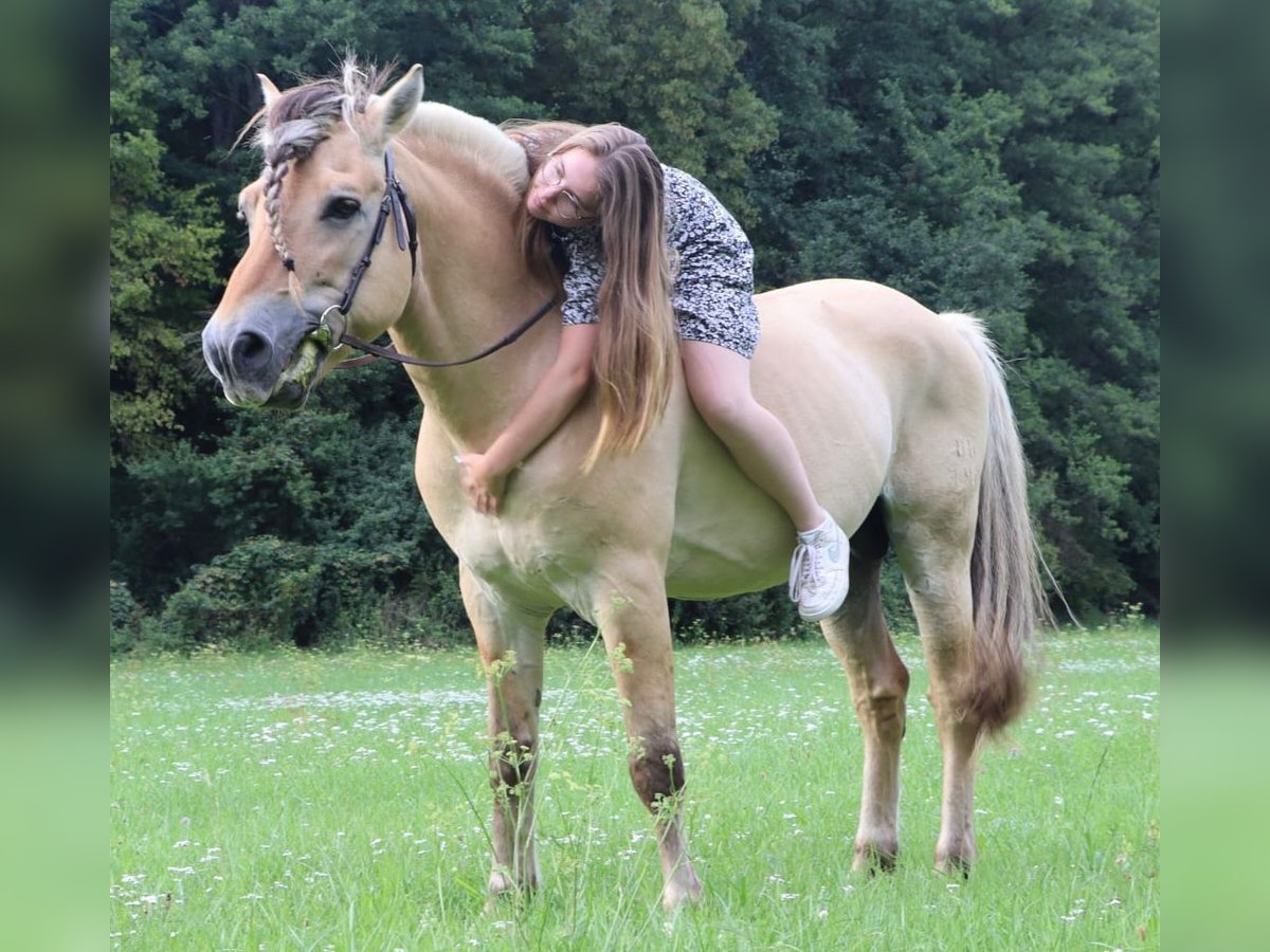 Fjordpferde Wallach 3 Jahre 147 cm Falbe in Petit tenquin