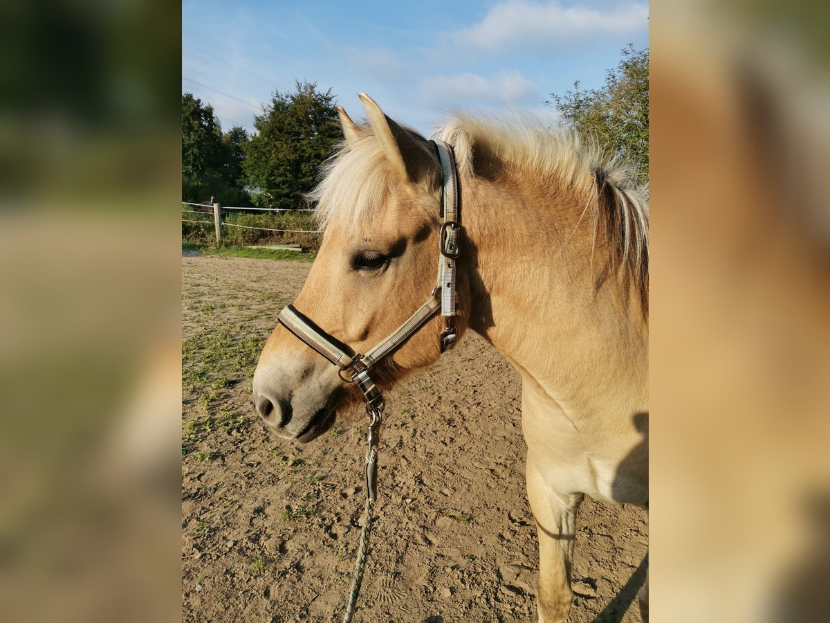 Fjordpferde Wallach 5 Jahre 139 cm Falbe in Bad Oeynhausen