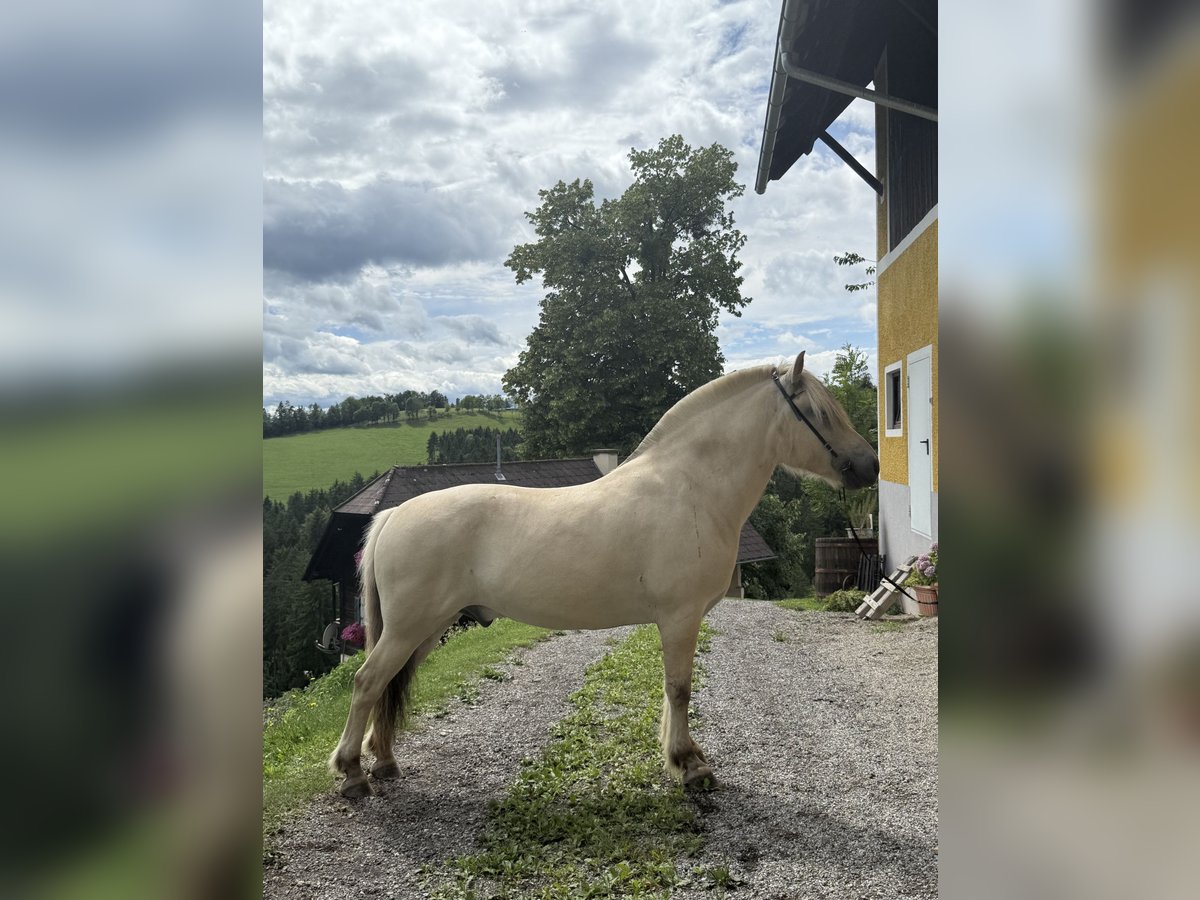 Fjordpferde Wallach 5 Jahre 143 cm White in Gratwein-Stra&#xDF;engel
