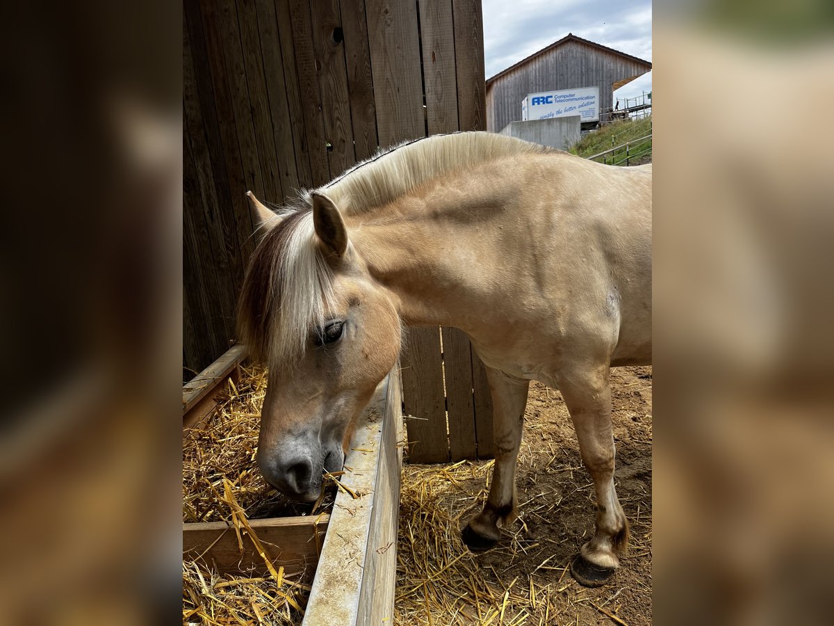 Fjordpferde Wallach 6 Jahre 146 cm Falbe in Freising