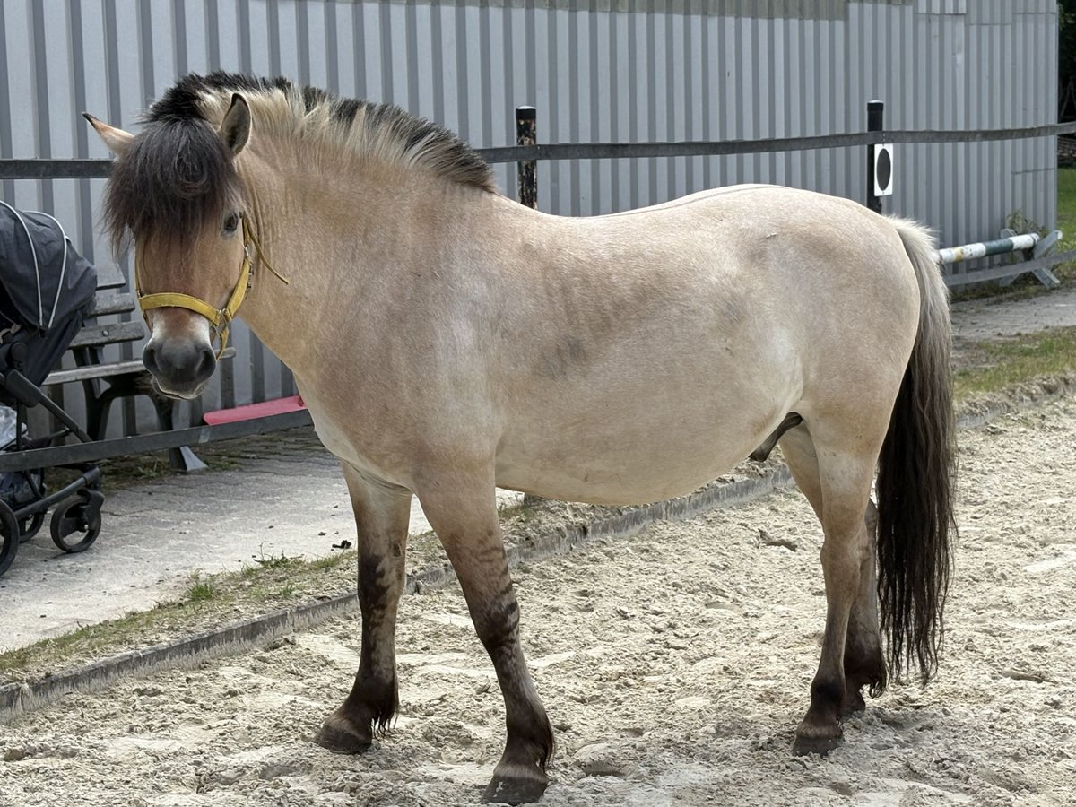 Fjordpferde Wallach 7 Jahre 140 cm Falbe in Frankfurt am Main