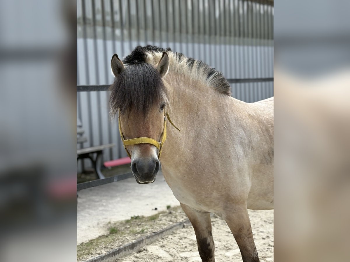 Fjordpferde Wallach 7 Jahre 140 cm in Frankfurt am Main