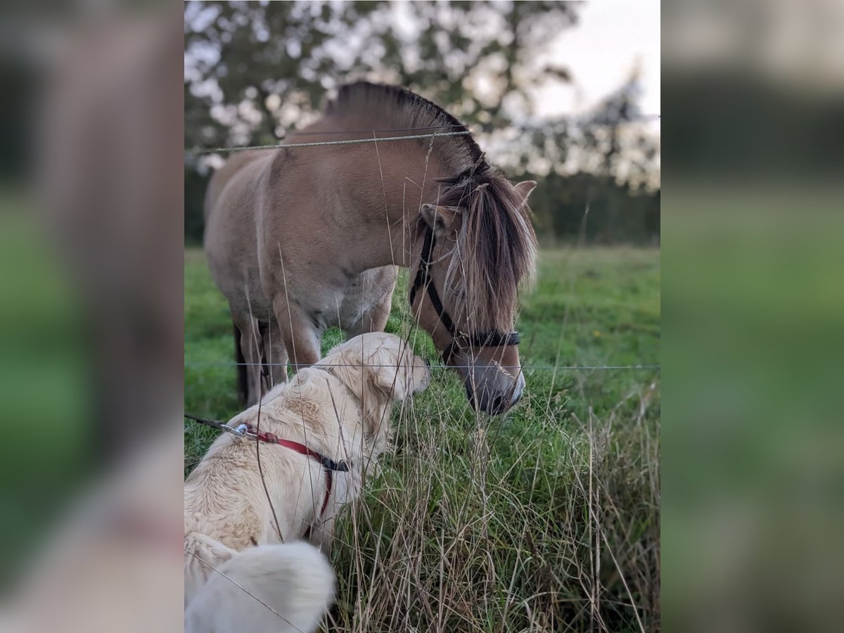 Fjordpferde Wallach 7 Jahre 144 cm Palomino in Tessenderlo