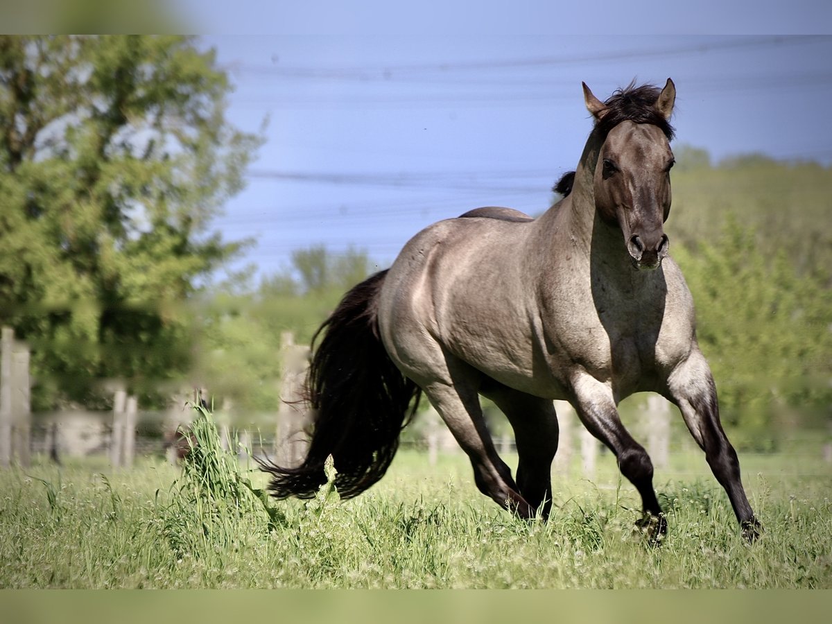 FLAMBOYANT QUIXOTE American Quarter Horse Hengst Roan-Blue in Falkensee