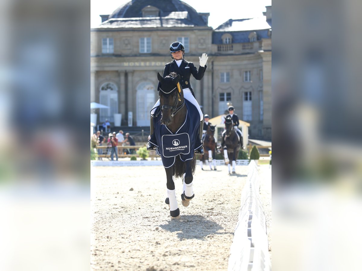 FLASHBACK WFFS FREI Warmblood suizo Semental in Riedstadt Wolfskehlen