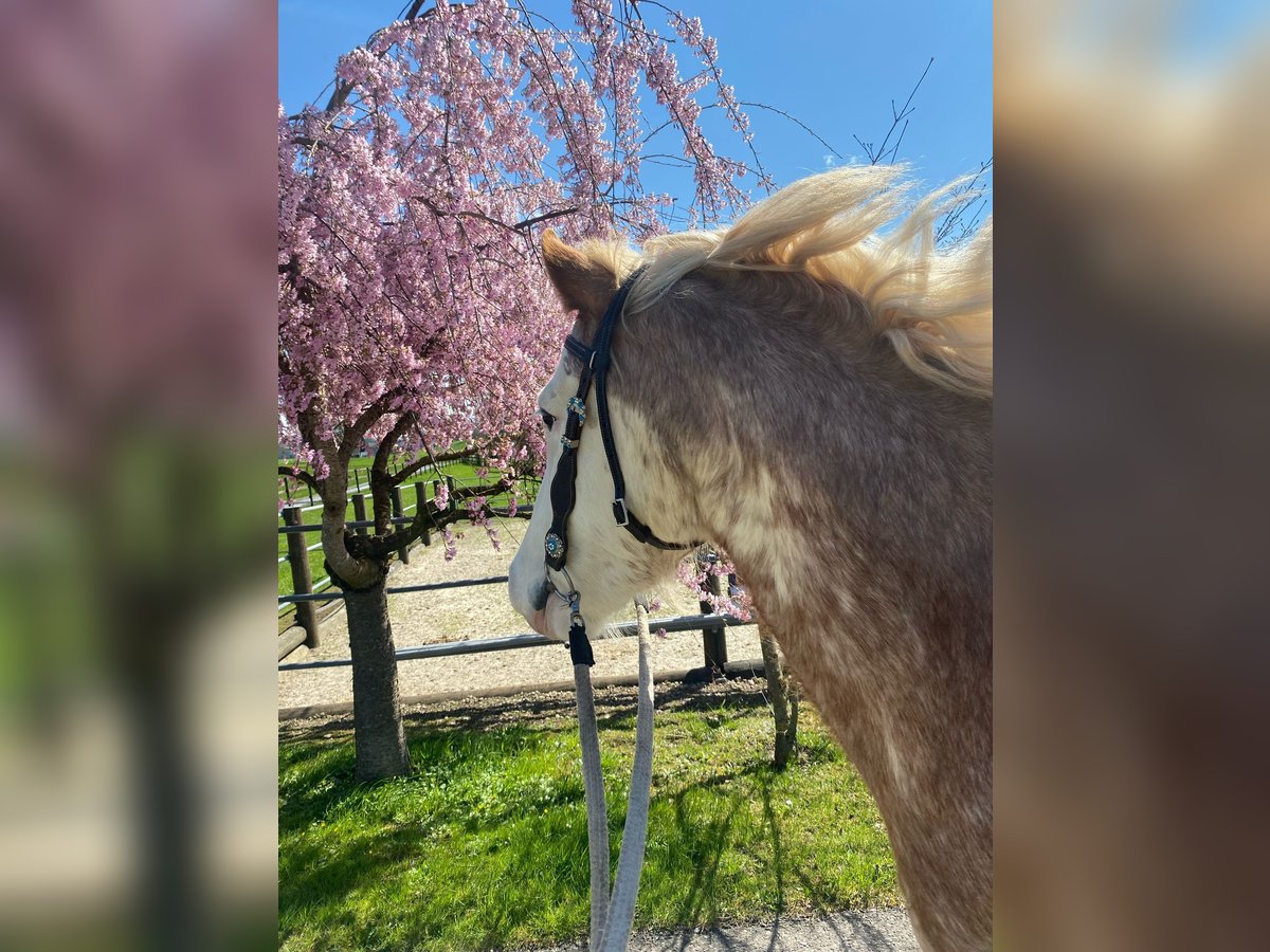 flege oder Reitbeteiligung gesucht