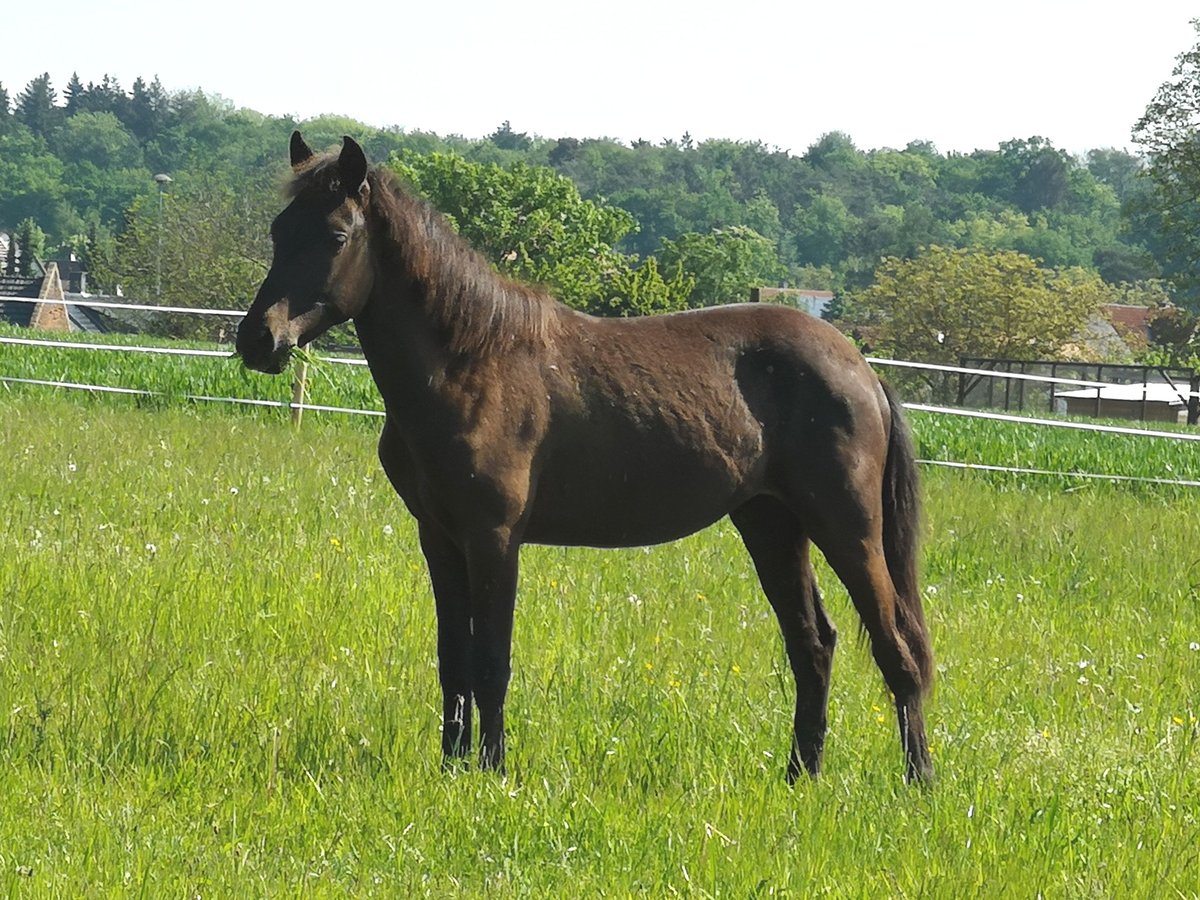 Fler ponnyer/små hästar Hingst 1 år 150 cm Mörkbrun in Pohlheim