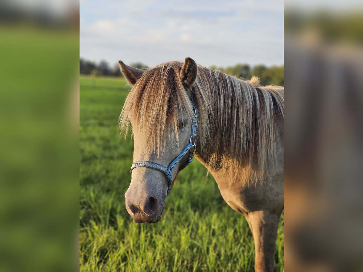 Fler ponnyer/små hästar Hingst 2 år 120 cm Champagne in Adelheidsdorf