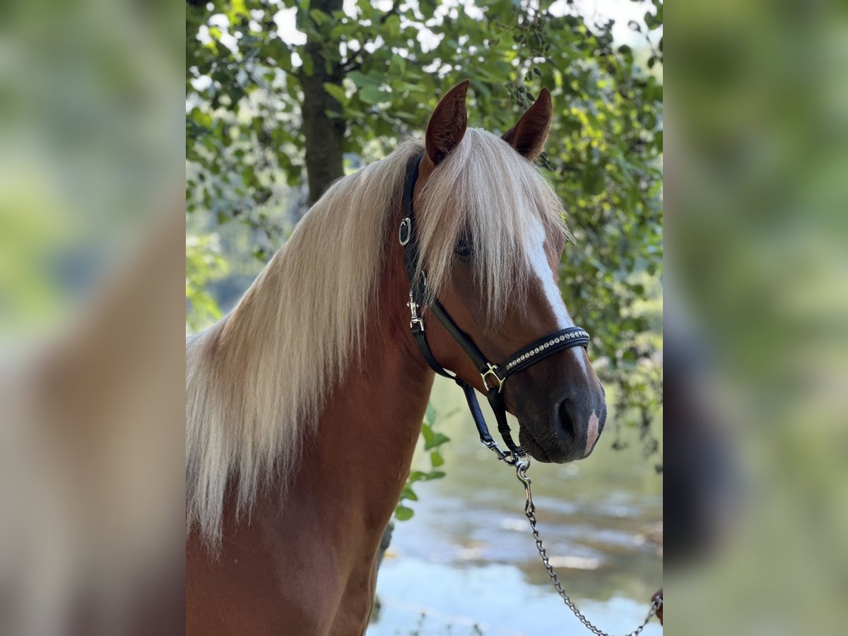 Fler ponnyer/små hästar Hingst 2 år 148 cm Fux in Amstetten