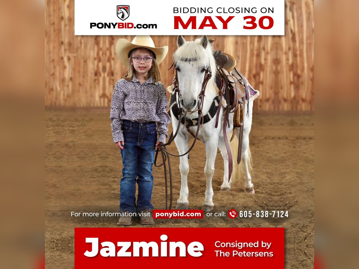 Fler ponnyer/små hästar Sto 10 år 104 cm Grå in Valley Springs, SD