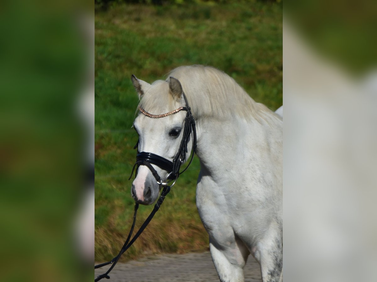 Fler ponnyer/små hästar Sto 10 år 130 cm Grå in Fürstenau