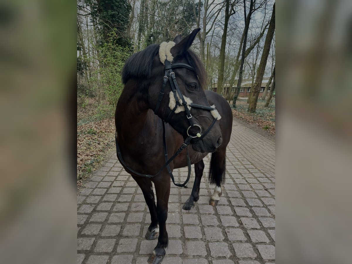 Fler ponnyer/små hästar Sto 10 år 140 cm Brun in Osterholz-Scharmbeck