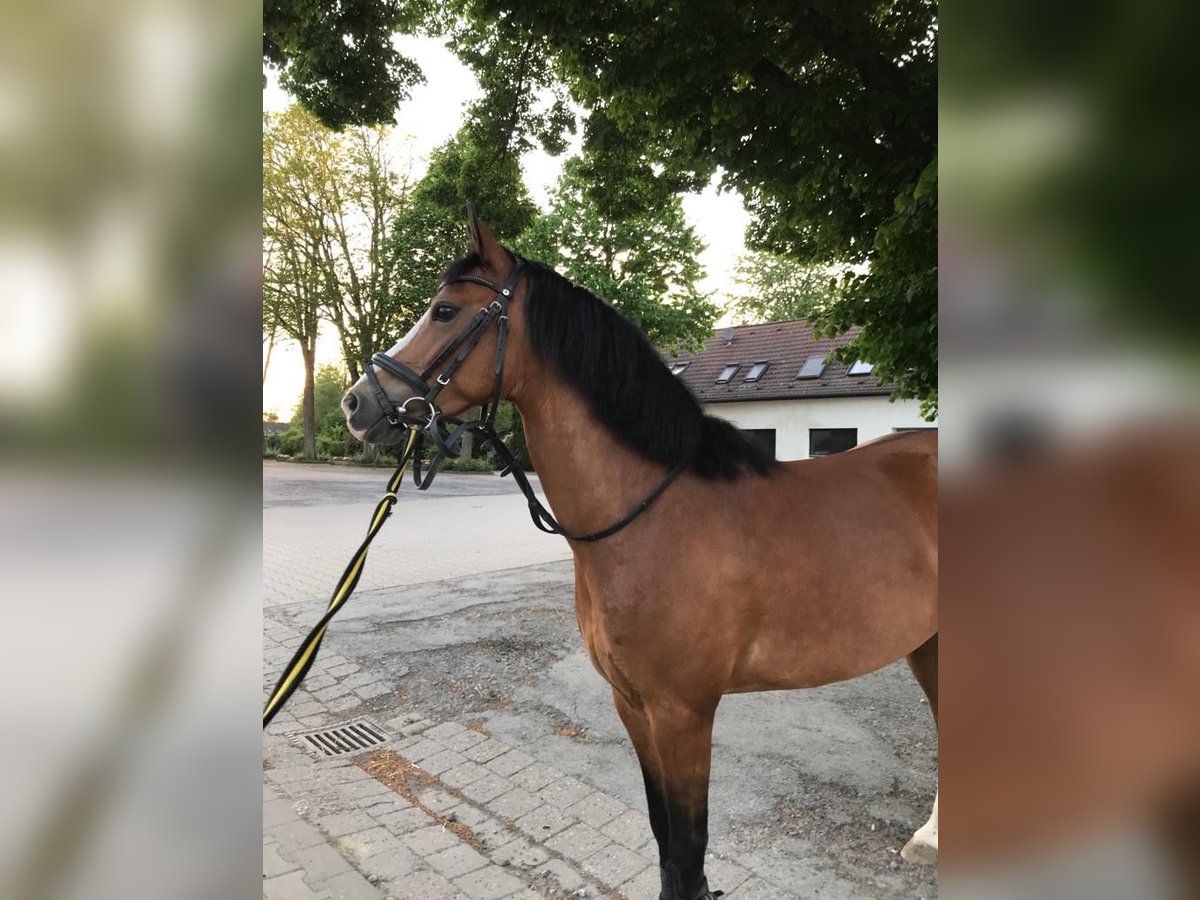 Fler ponnyer/små hästar Blandning Sto 12 år 138 cm Brun in Dortmund