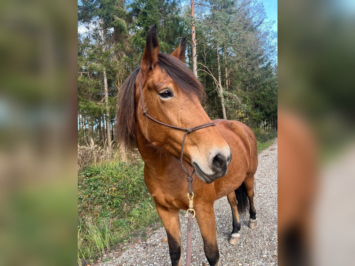 Fler ponnyer/små hästar Blandning Sto 12 år 160 cm Brun in Peiting