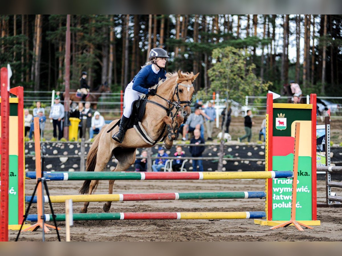 Fler ponnyer/små hästar Sto 13 år 138 cm Fux med ål in Wałcz