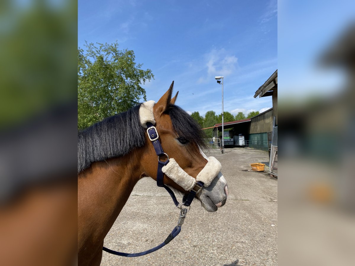 Fler ponnyer/små hästar Blandning Sto 13 år 140 cm Brun in Weener