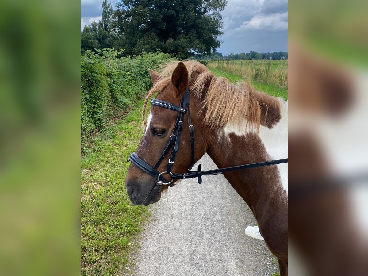 Fler ponnyer/små hästar Sto 15 år 125 cm Pinto in Krefeld