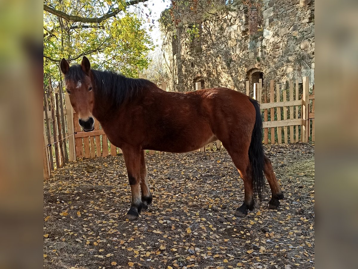 Fler ponnyer/små hästar Blandning Sto 16 år 140 cm Brun in Löbau