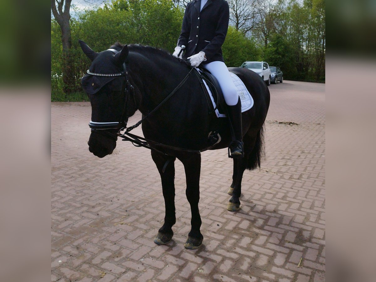 Fler ponnyer/små hästar Blandning Sto 18 år 140 cm Svart in Ebsdorfergrund