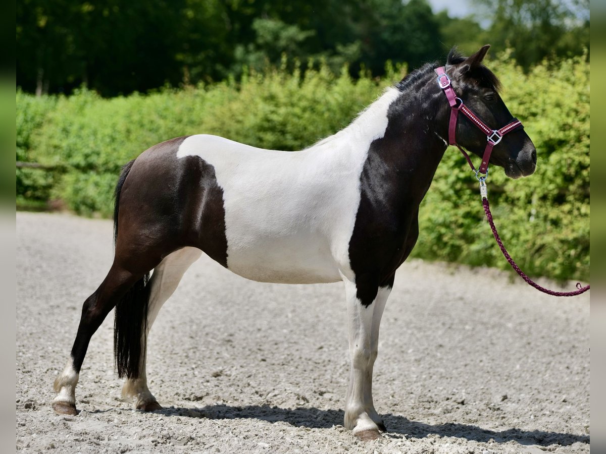 Fler ponnyer/små hästar Sto 4 år 125 cm Pinto in Neustadt (Wied)