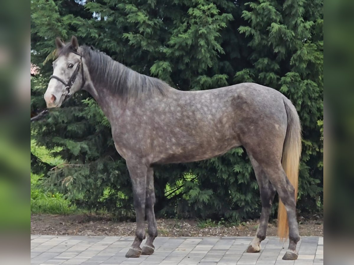 Fler ponnyer/små hästar Sto 4 år 149 cm Grå in Deggendorf