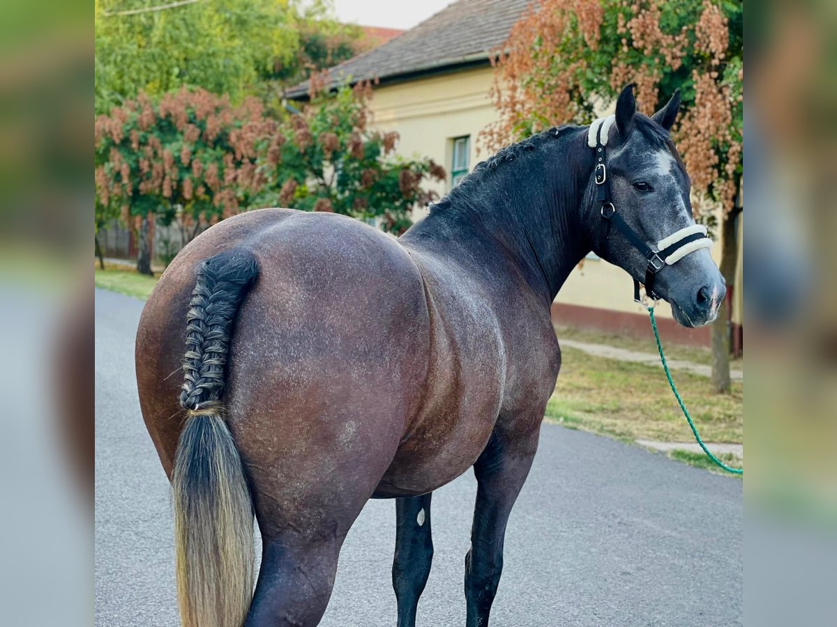 Fler ponnyer/små hästar Sto 4 år 152 cm in Deggendorf