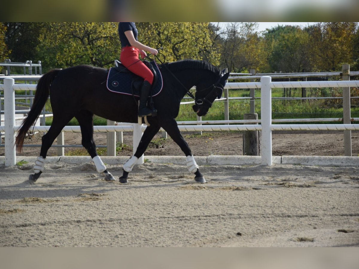 Fler ponnyer/små hästar Sto 4 år 153 cm Rökfärgad svart in Strass im Strassertal