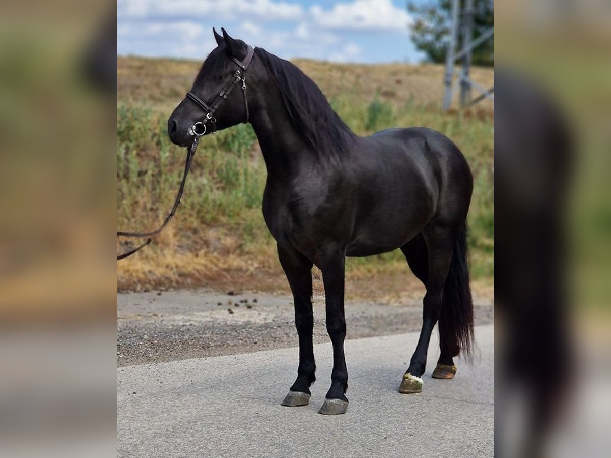 Fler ponnyer/små hästar Sto 4 år 155 cm in Deggendorf