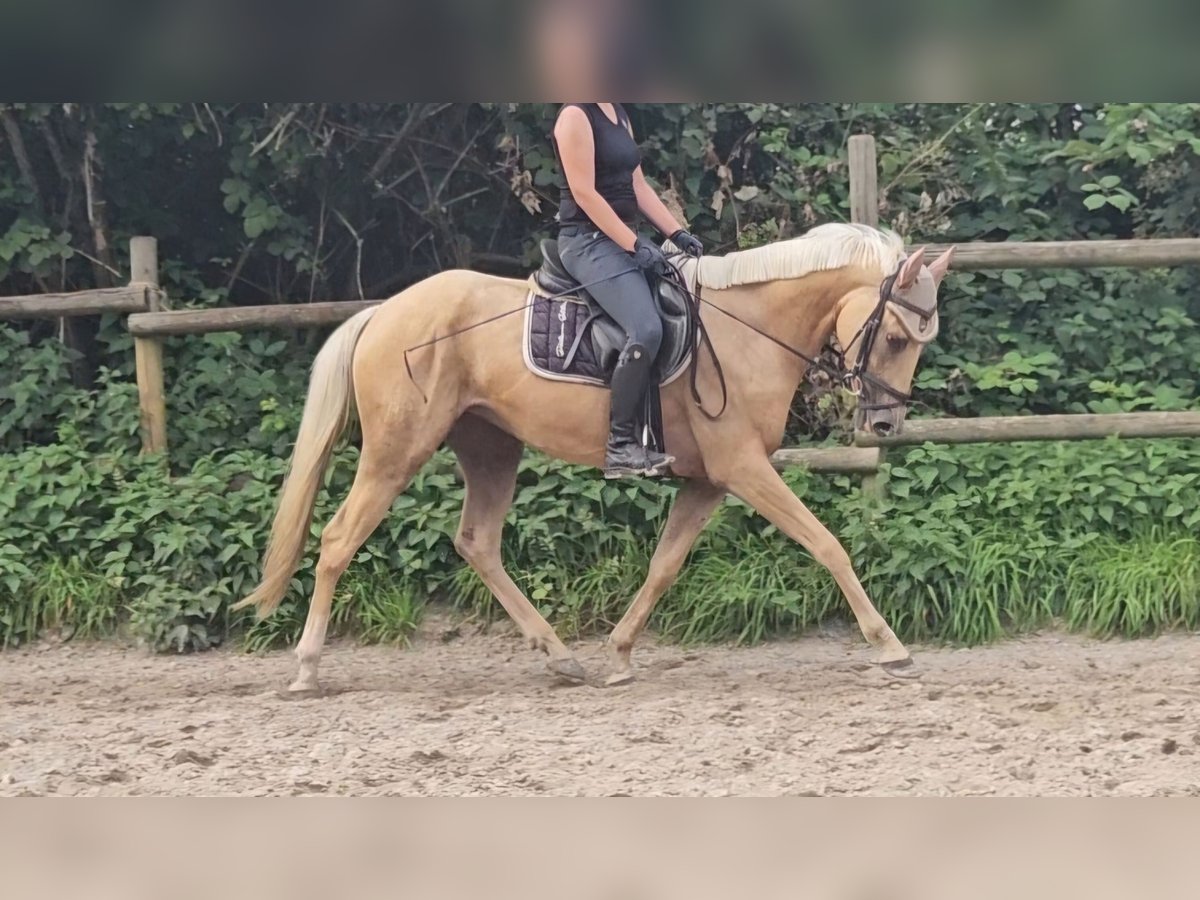 Fler ponnyer/små hästar Sto 4 år 155 cm Palomino in Nettetal