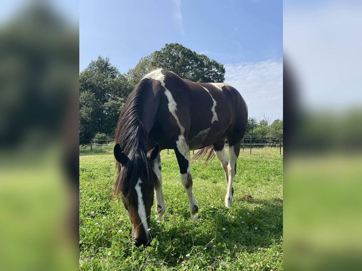 Fler ponnyer/små hästar Blandning Sto 4 år 155 cm Tobiano-skäck-alla-färger in Aarschot