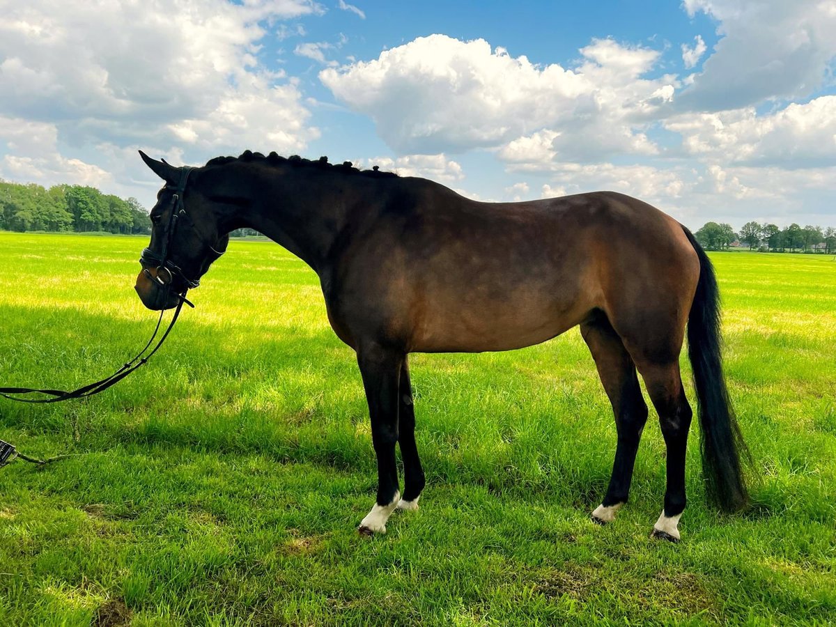 Fler ponnyer/små hästar Sto 5 år 136 cm Mörkbrun in Dalen