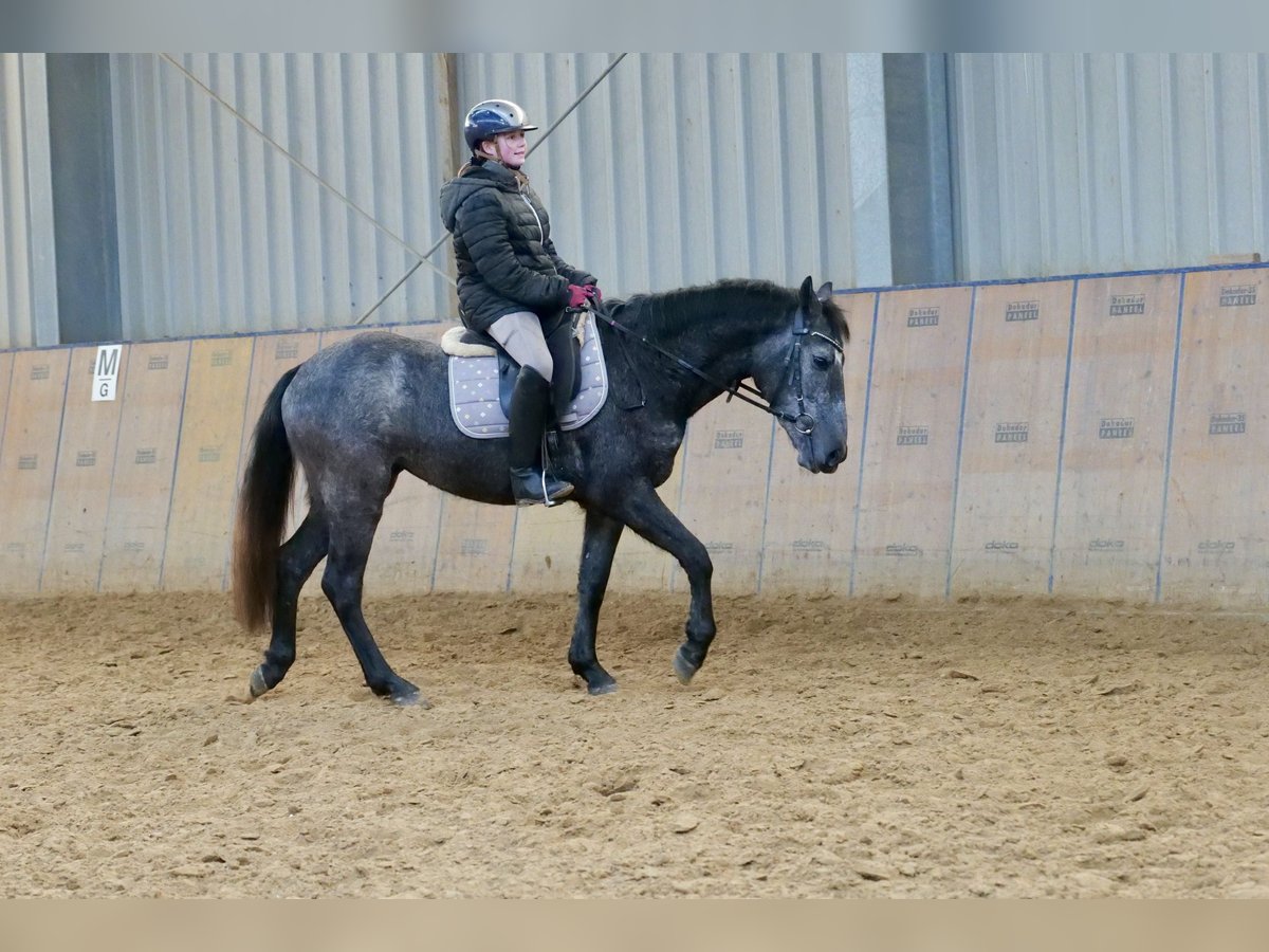 Fler ponnyer/små hästar Sto 5 år 140 cm Grå-blå-brun in Neustadt (Wied)