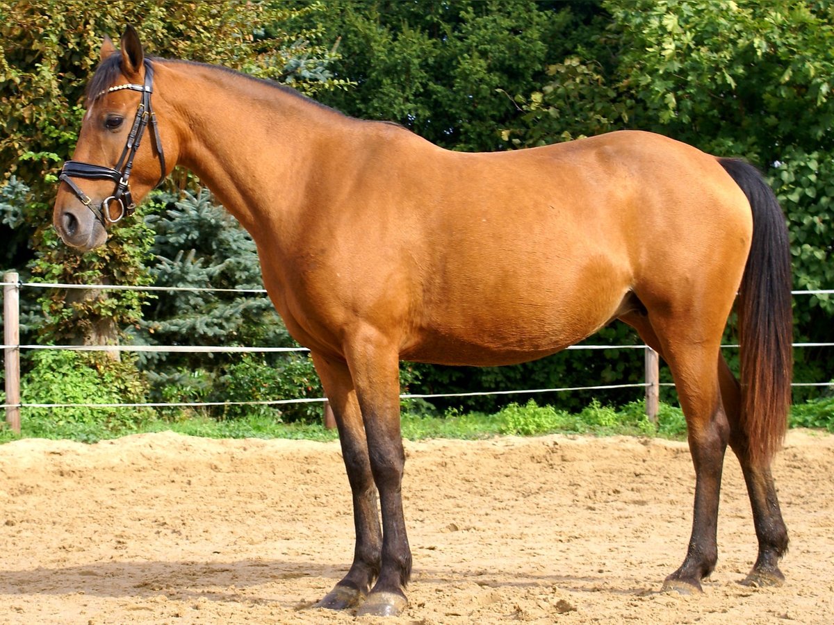 Fler ponnyer/små hästar Sto 5 år 145 cm Brun in Velpke