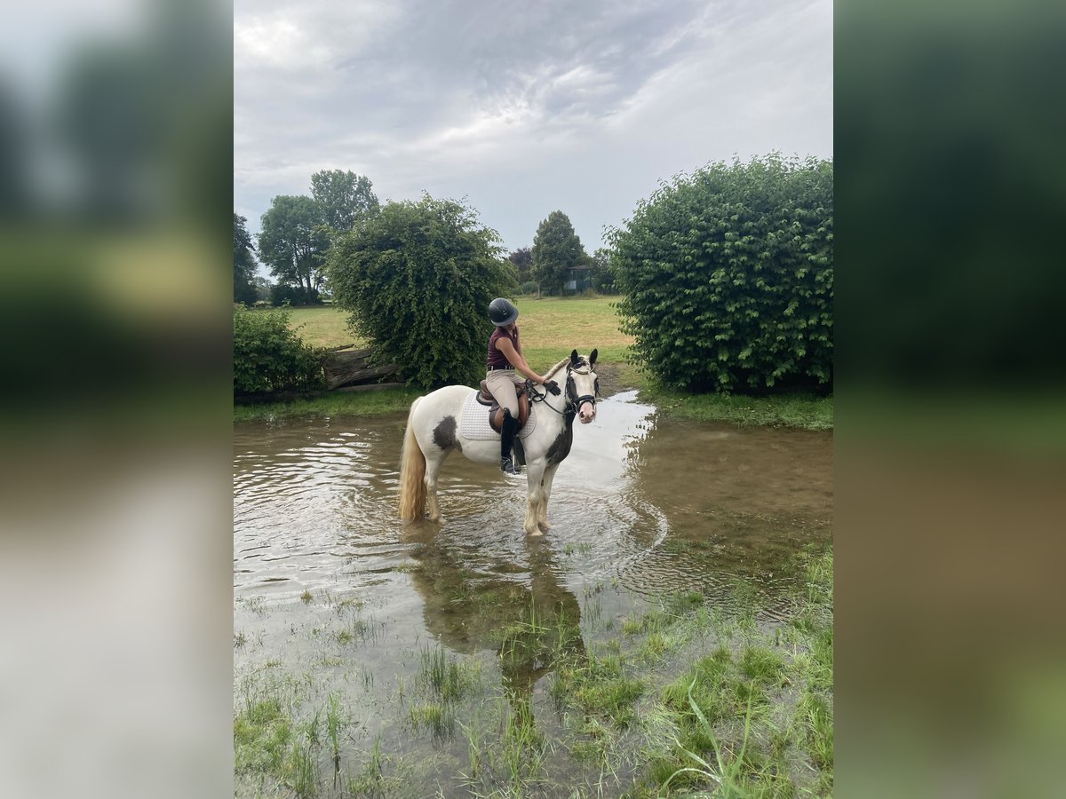 Fler ponnyer/små hästar Blandning Sto 6 år 140 cm Pinto in ZülpichZülpich-Enzen