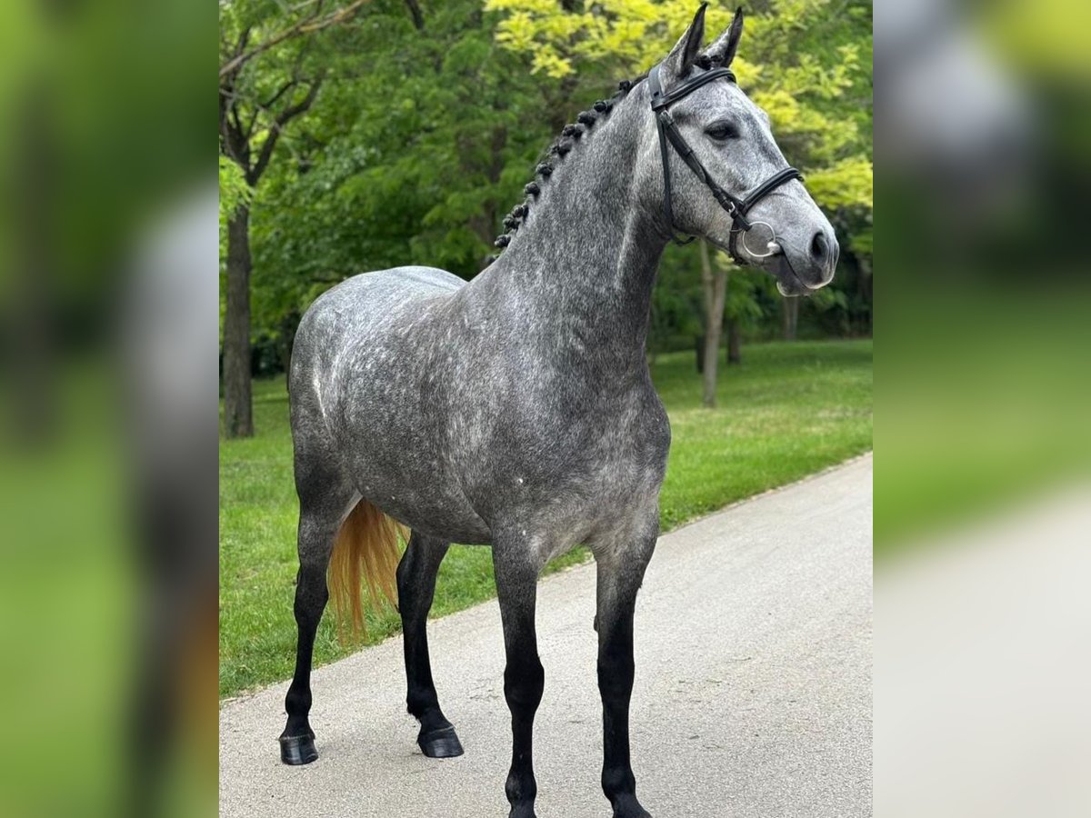 Fler ponnyer/små hästar Sto 6 år 150 cm in Deggendorf