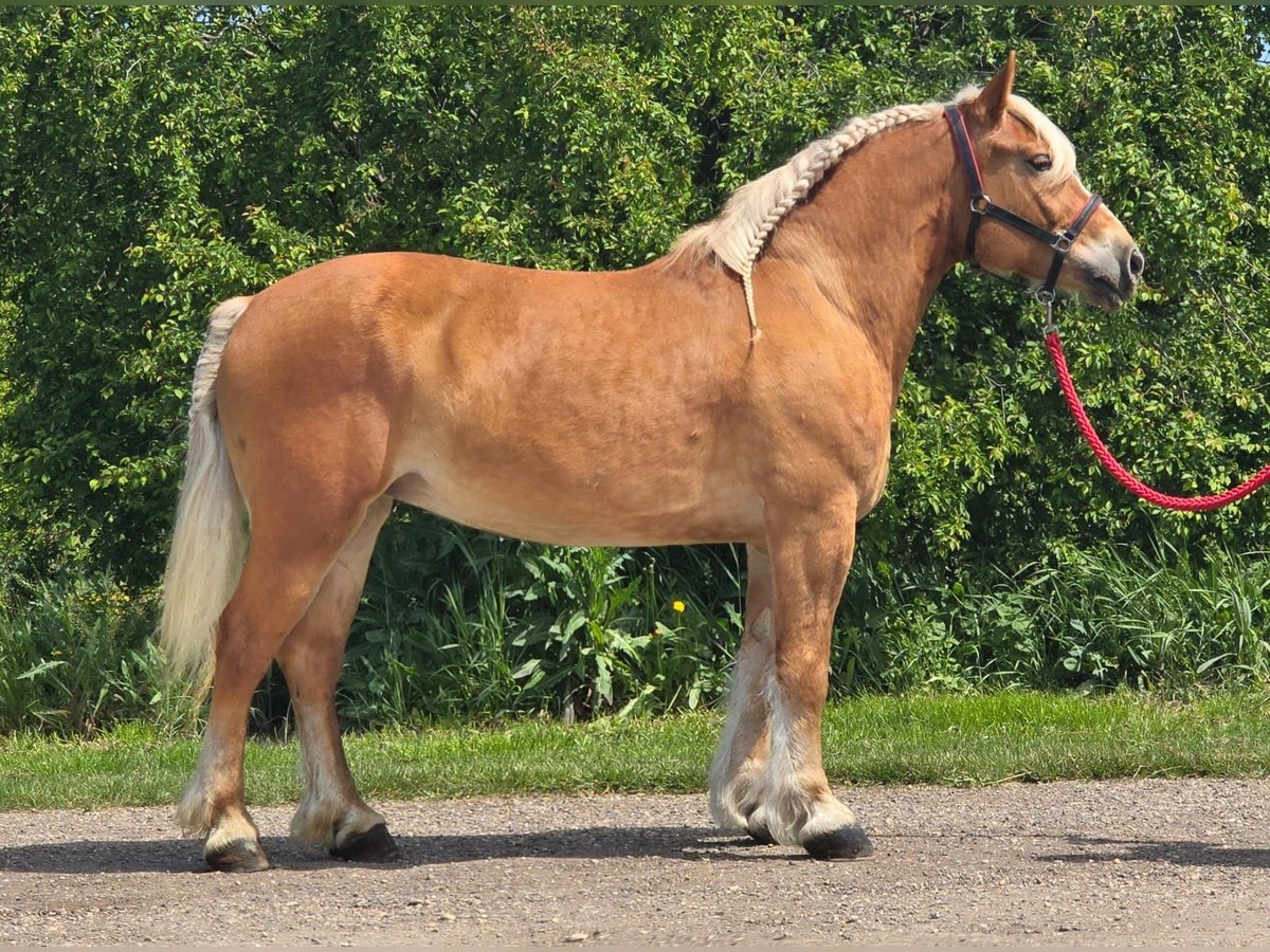 Fler ponnyer/små hästar Sto 6 år 153 cm fux in Deggendorf