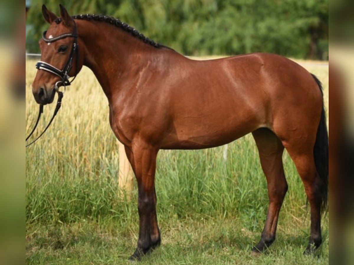 Fler ponnyer/små hästar Sto 7 år 143 cm Brun in Berlin